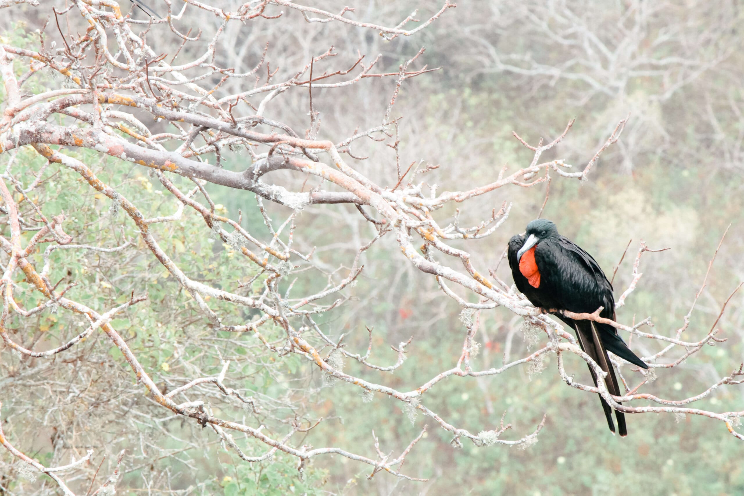 40 Things to do in Ecuador & Galapagos