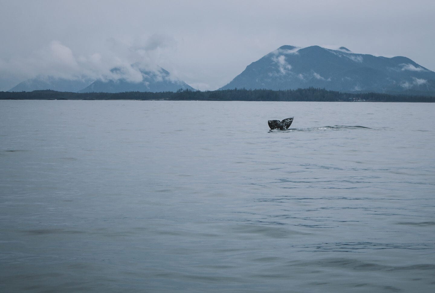 Whale tales descending into the ocean in Tofino, BC