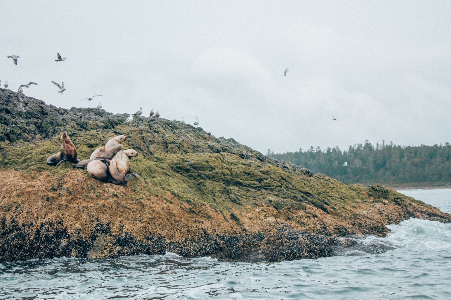 Seals sitting on the rocks in Tofino, BC