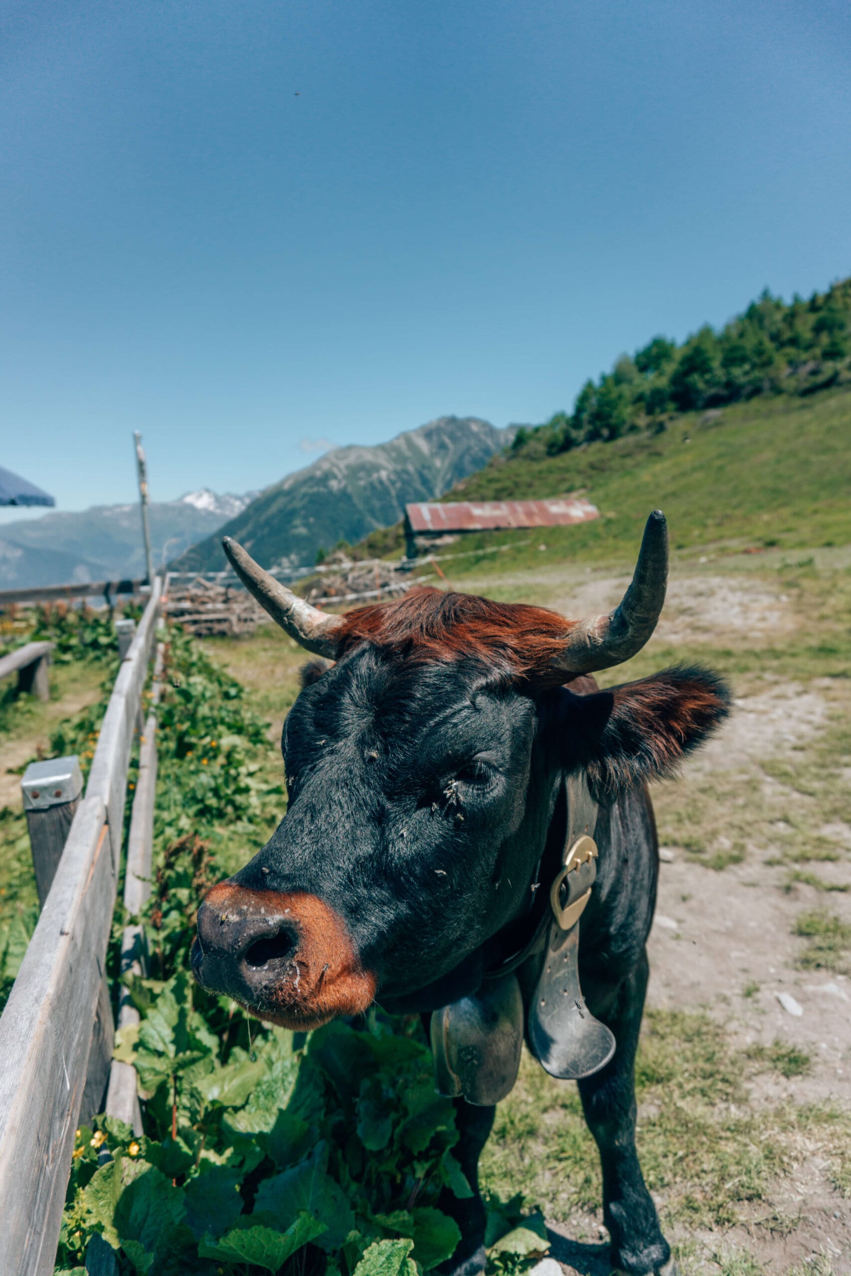 20 Photos to Inspire You to Visit the Alps: Tour du Mont Blanc