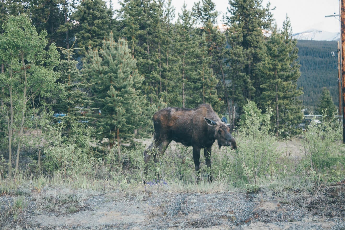 A Long Weekend Guide to Whitehorse, Yukon & Where You Can Stay in a Yurt