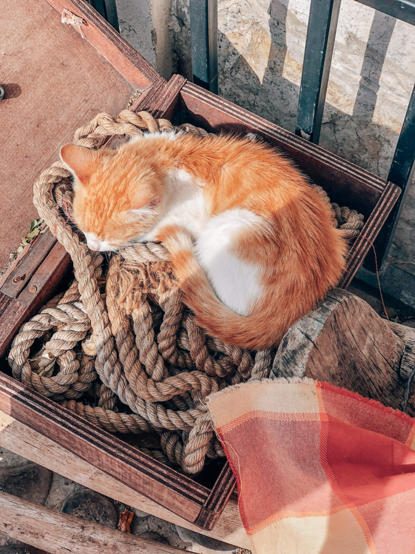 Ginger kitten in a box in Mostar