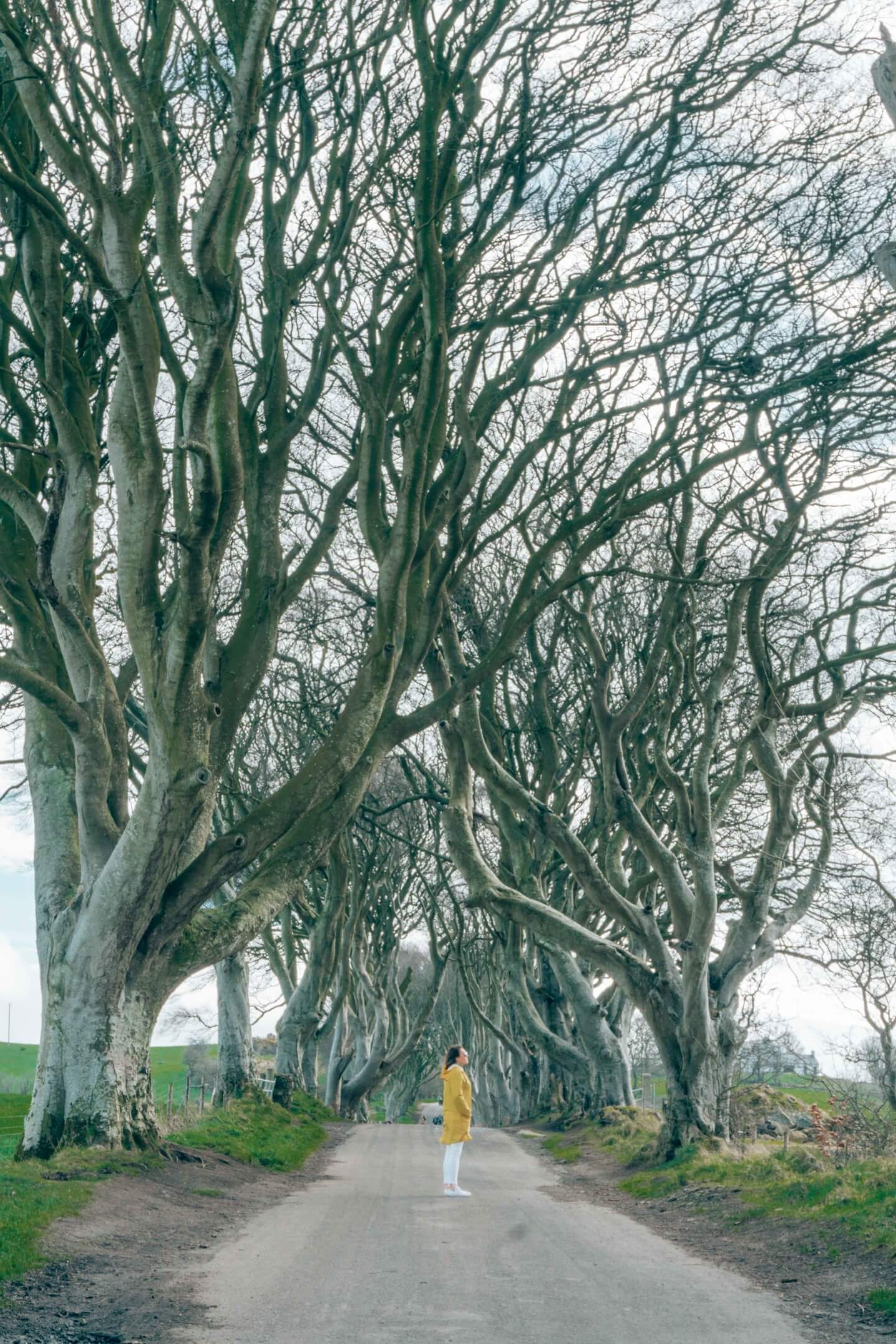 Girl in yellow jacket standing amongst the Dark Hedges in Northern Ireland