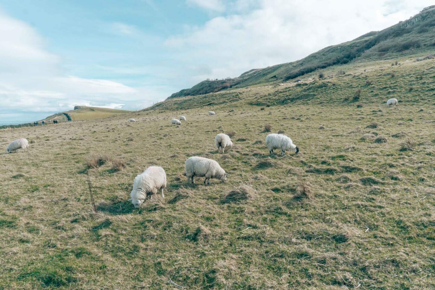 Irish Sheep on a grassy field in Ireland