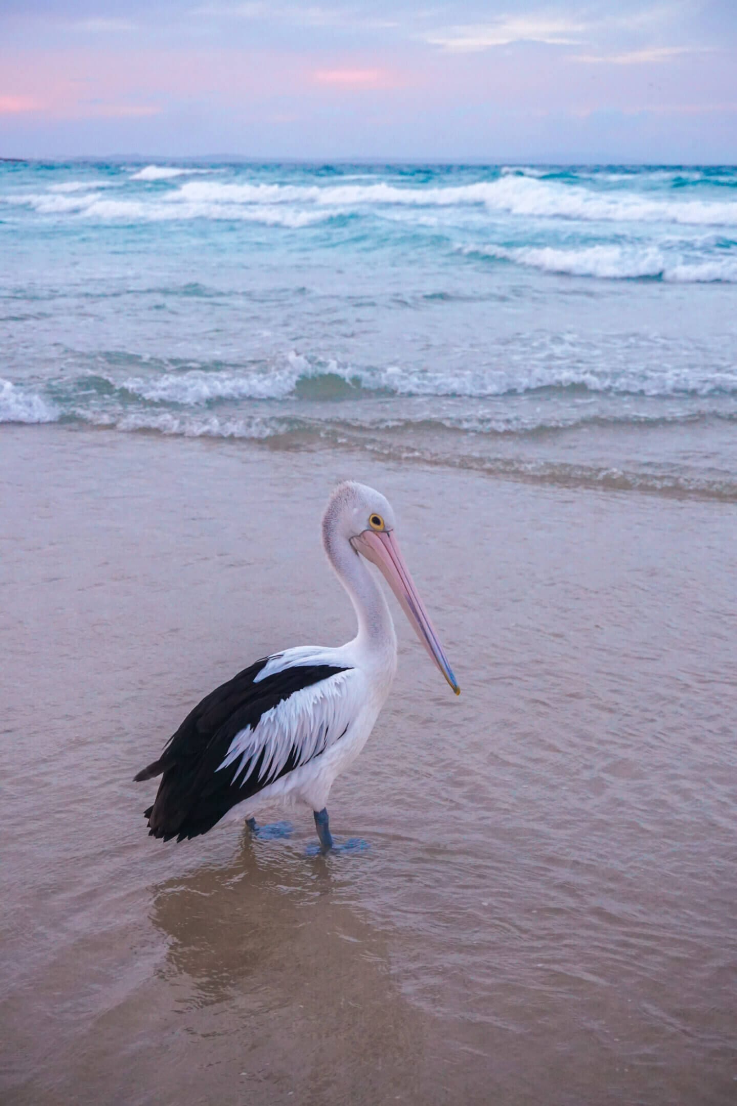 Pelacan on the beaches of North Stradbroke Island 