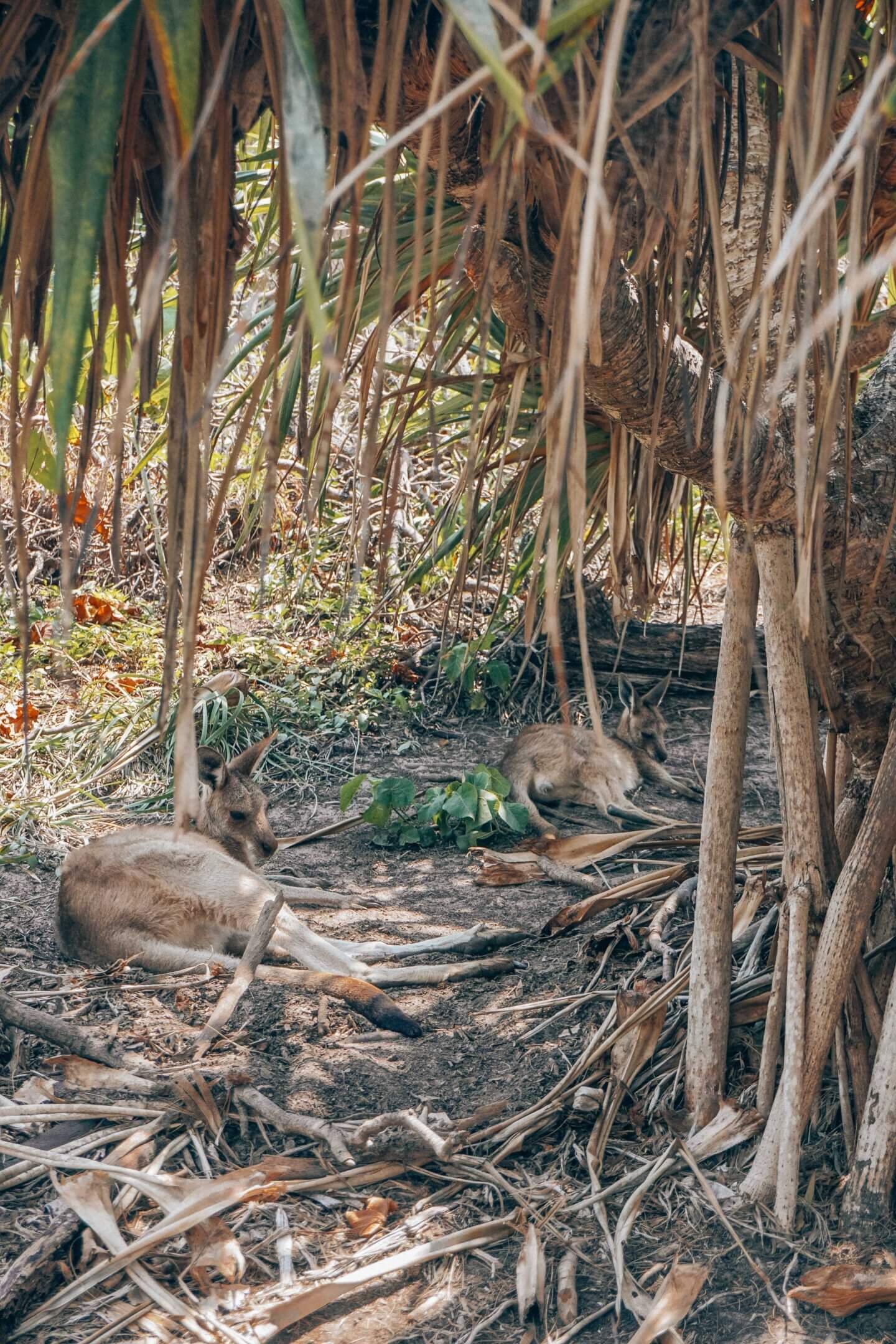 Two Kangaroos under a tree on the Stradbroke Gorge Walk