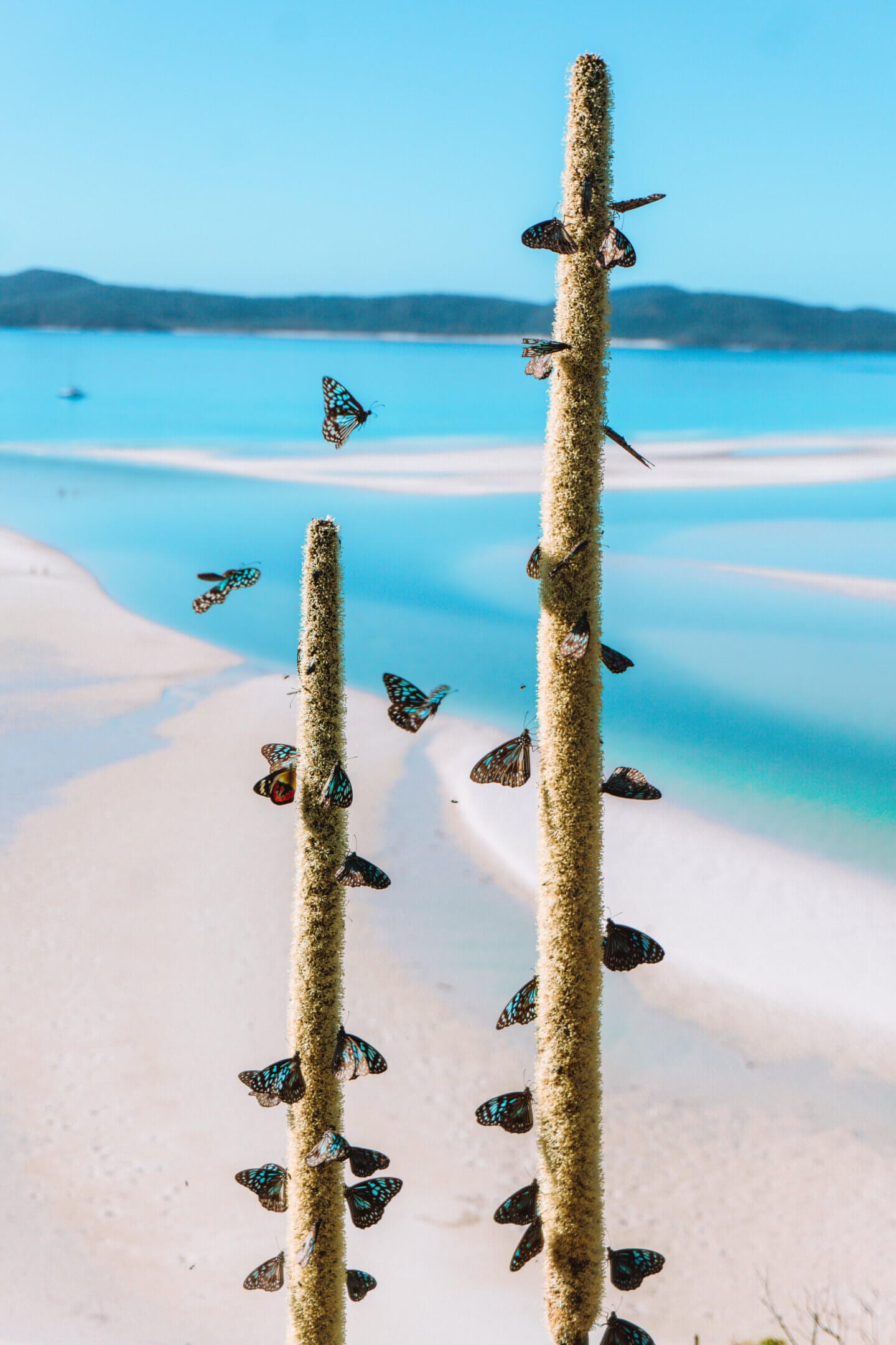 Butterflies feeding with Whitehaven Beach in the background