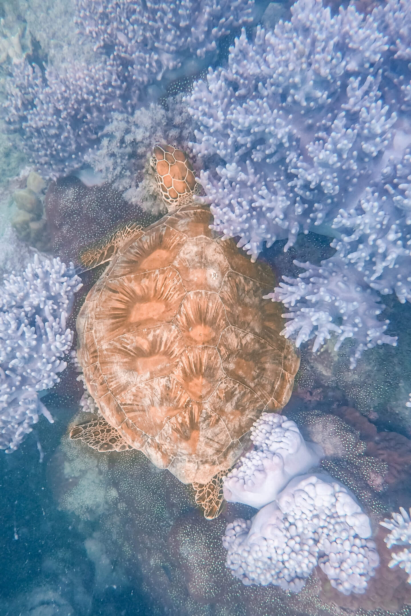 A sea turtle sleeping in some purple coral in the Whitsundays