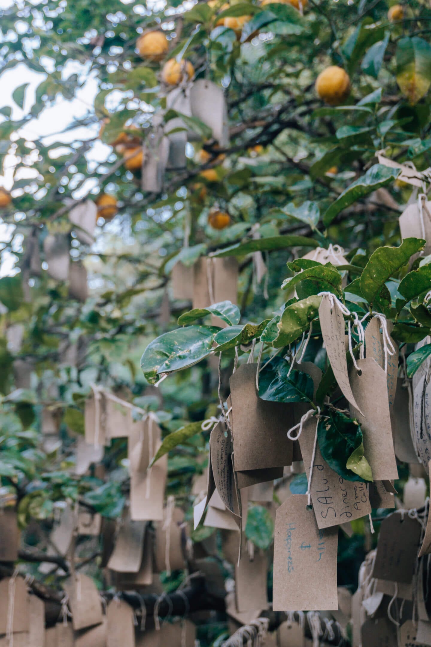 Gratitude tree messages at Crystal Castle