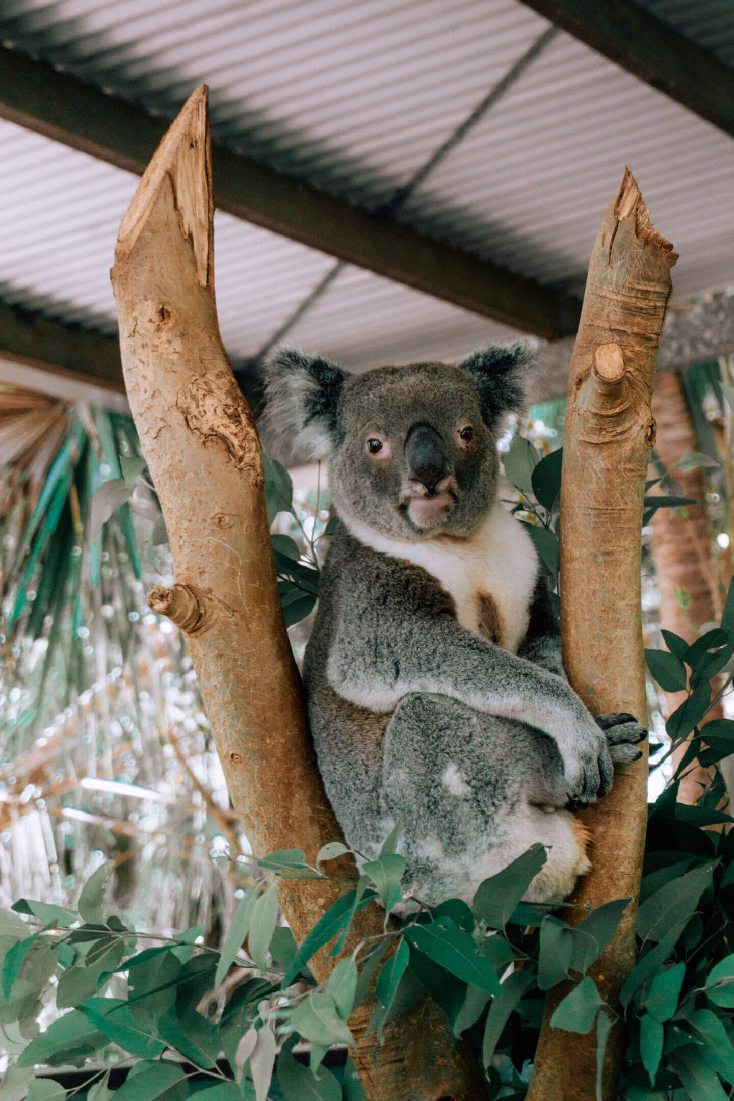 Thor the male koala looking at the camera in the Bungalow Bay Koala Village