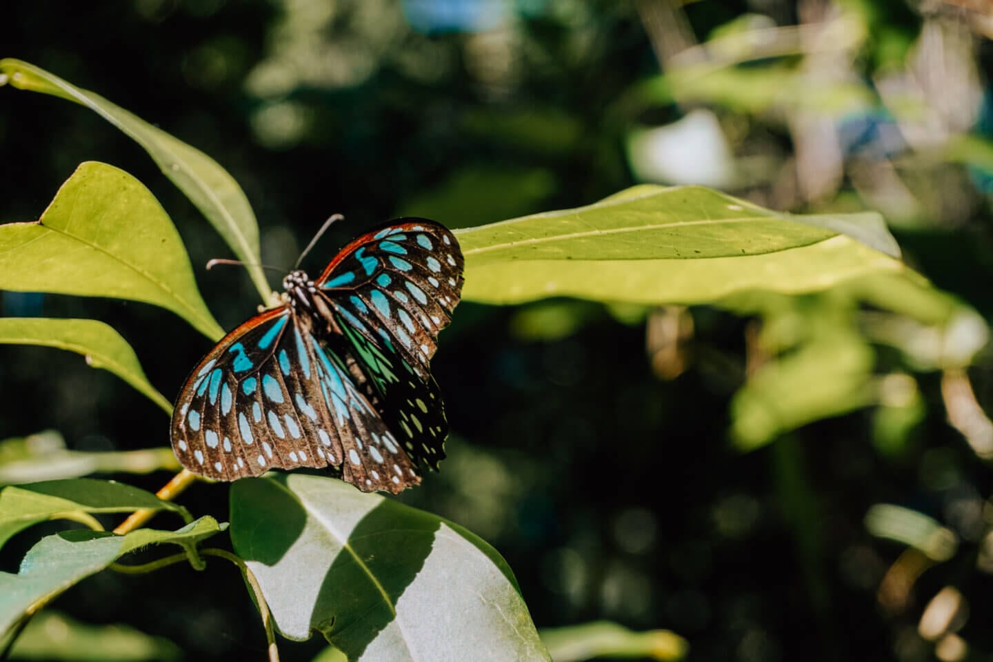 A blue butterfly resting on a leaf in the butterfly garden on Magnetic Island