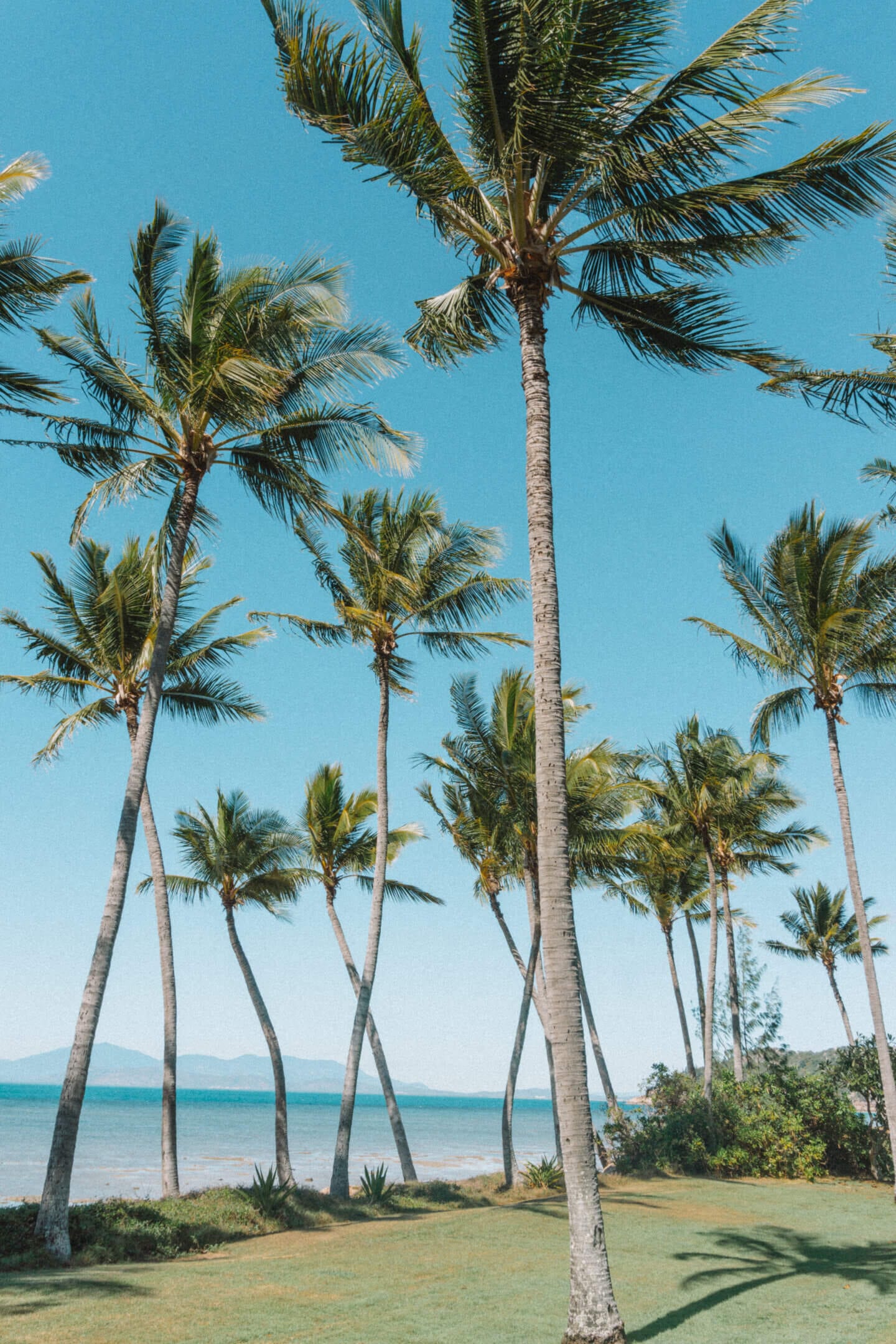 Palm trees lining Nelly Bay on Magnetic Island and looking back towards Townsville