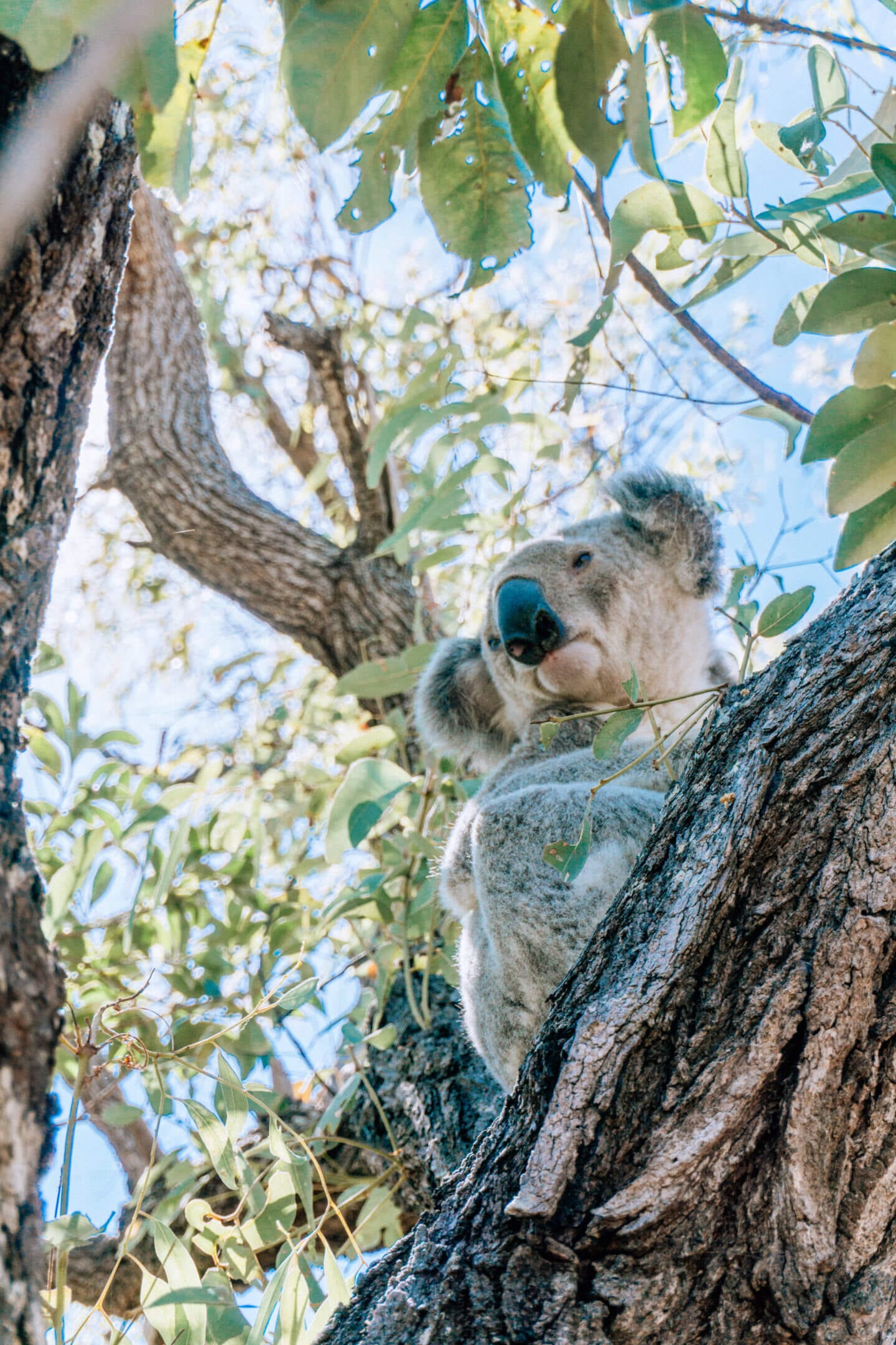 A wild koala looks down from his tree on the fort trail on Magnetic island