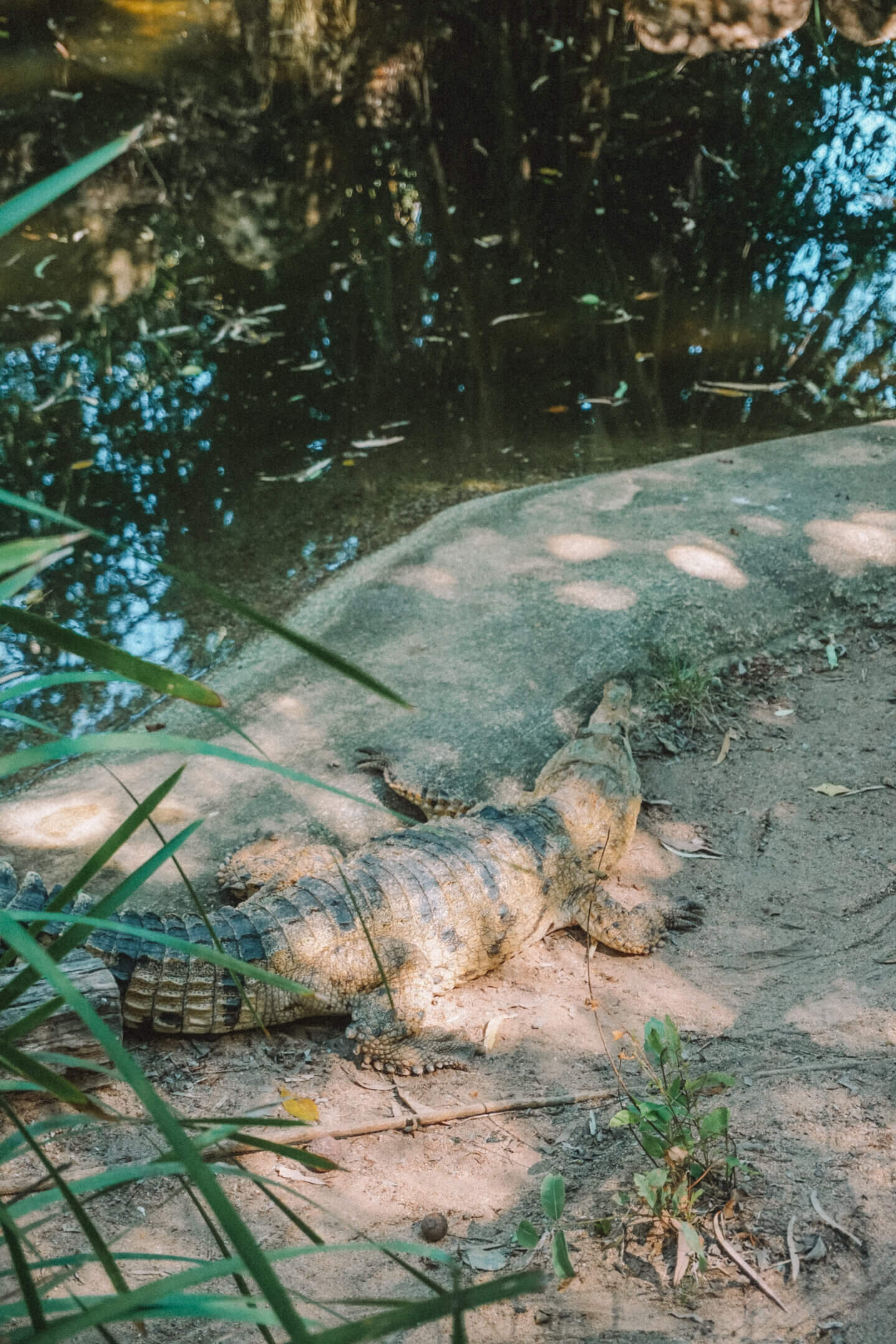 A salt water crocodile at the Bungalow Bay Koala Village