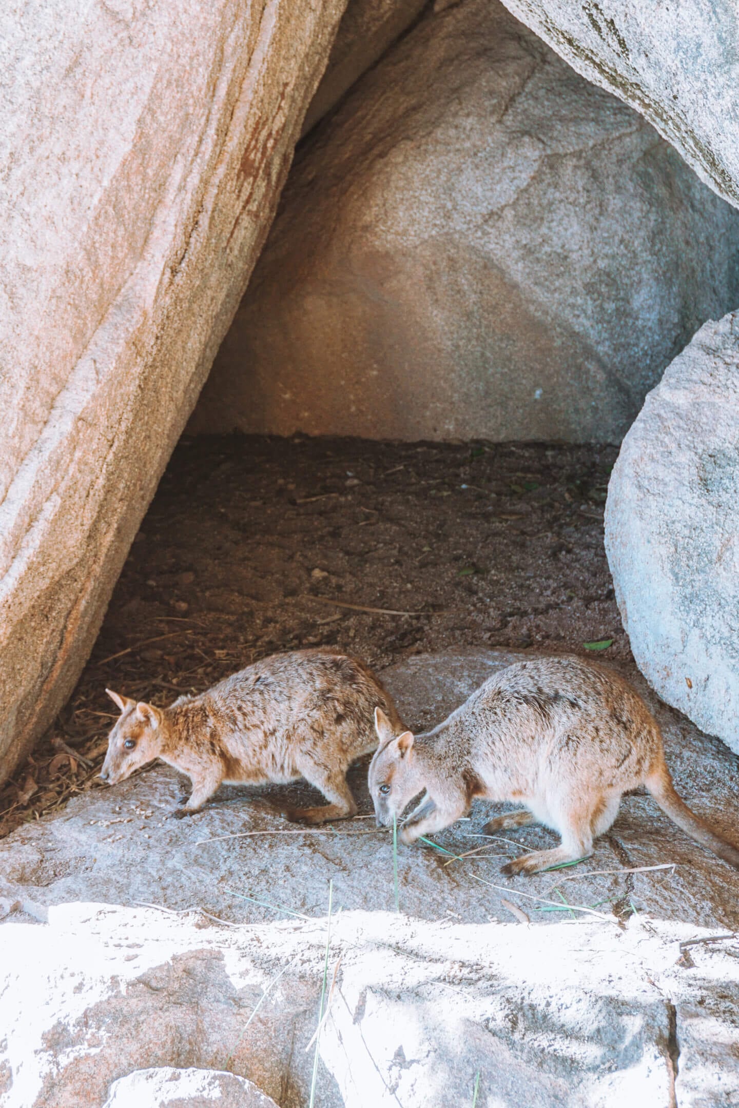 Two rock wallabies on Magnetic Island