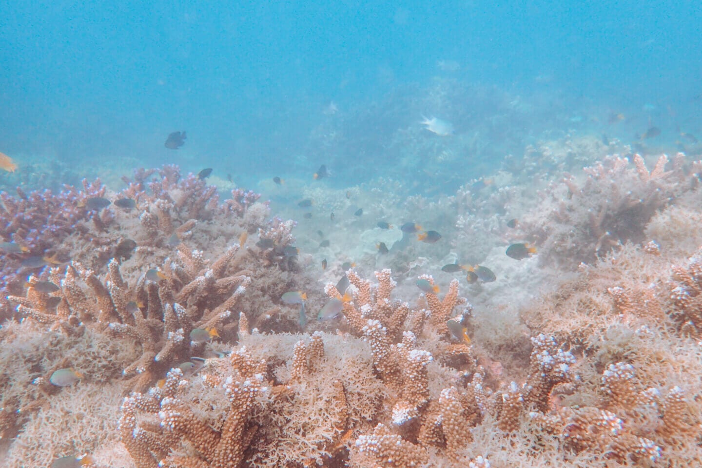 Snorkelling with all the fish and amongst the coral on Magnetic Island