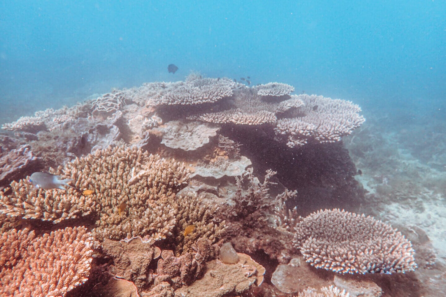 Coral reef in Arthur Bay on Magnetic Island