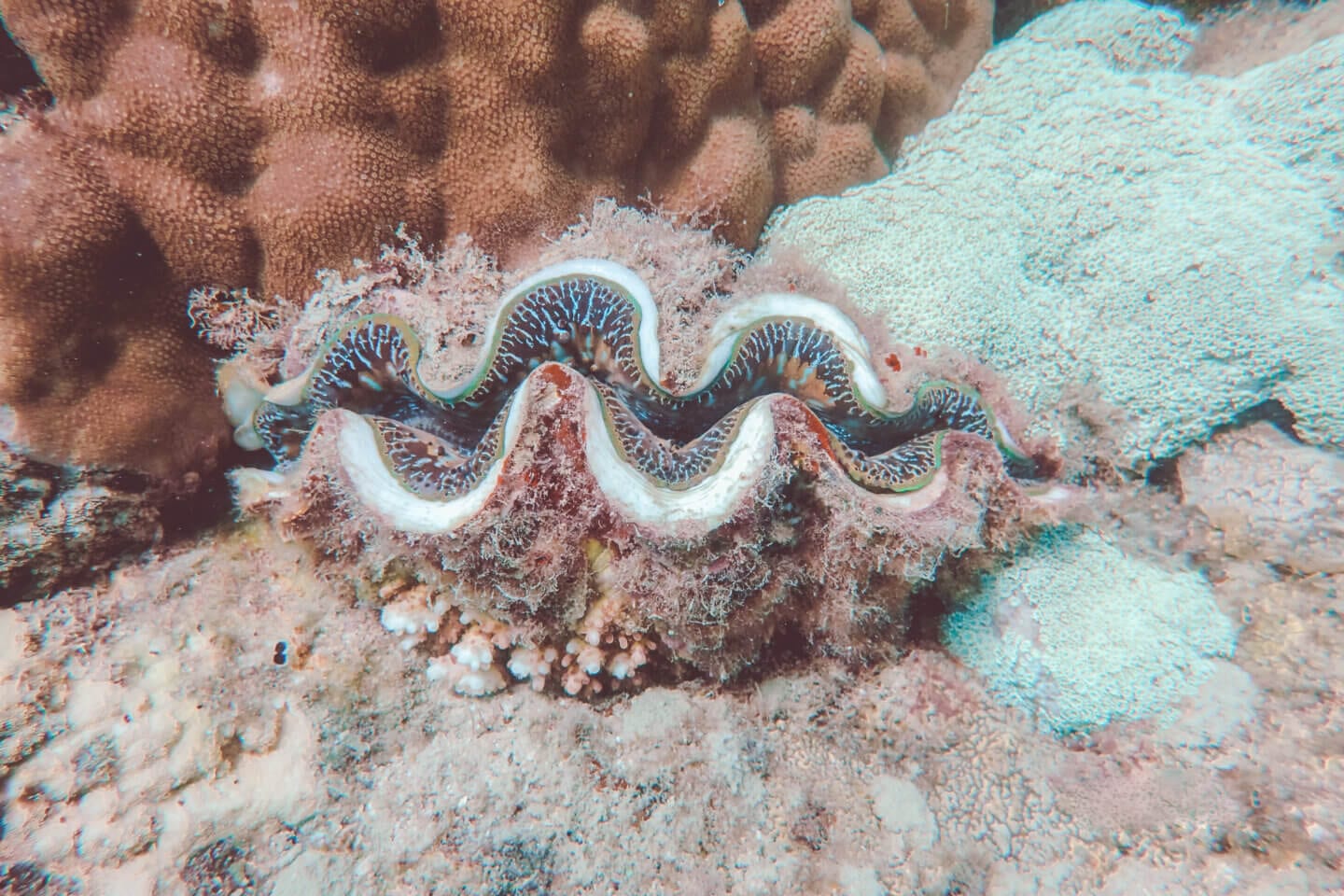 Spotted a giant clam when snorkelling at Arthur Bay, Magnetic Island