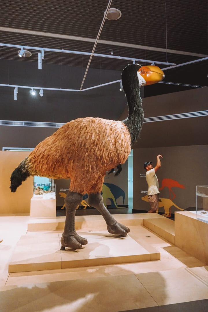 NT Megafauna Museum ancient animal replica