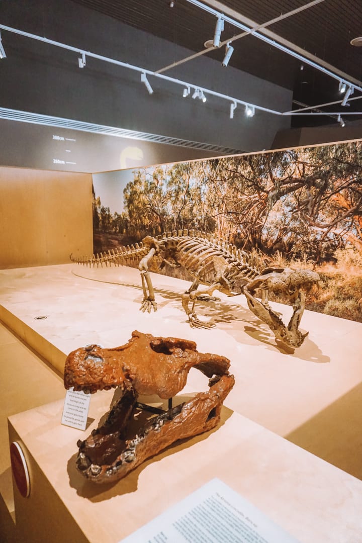 NT Megafauna Museum crocodile fossils 