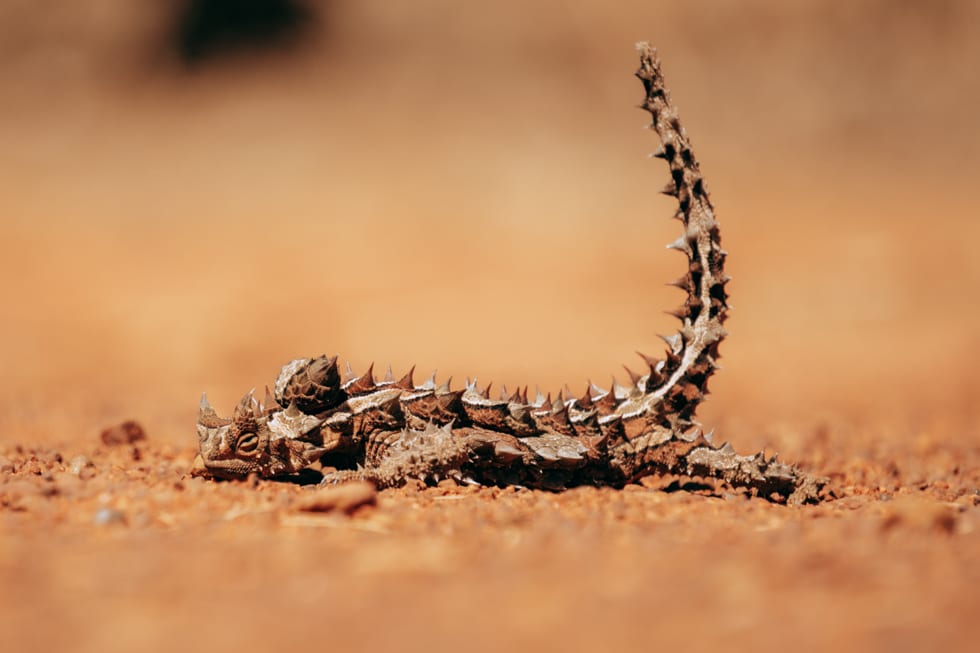 Spotted in Alice Springs to Uluru: A Thorny Devil Lizard on the Uluru base walk in September. 