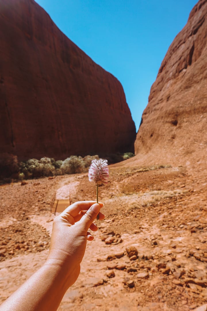 Girl holds a desert flower at Kata Tjuta