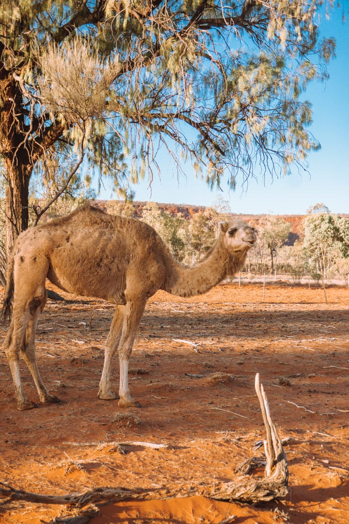 A wild light brown camels seen near Kings Canyon