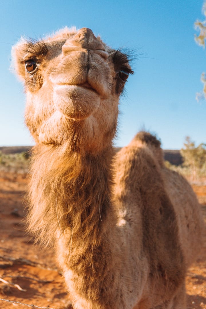 Wild light brown camel found at Kings Creek Station 