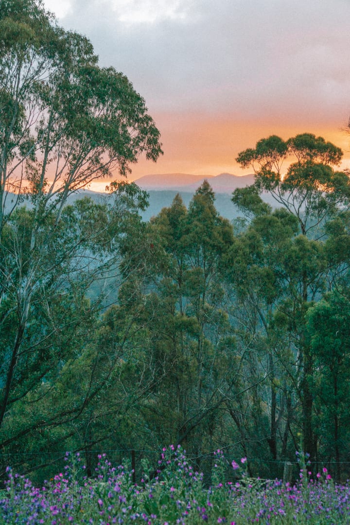 The view of the Blue Mountains in Dunphy's Campsite, during sunset with eucalyptus trees and wildflowers in the foreground. 