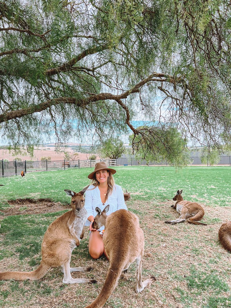 A girl feeding two kangaroos at Glen Forest Tourist Park in Port Lincoln