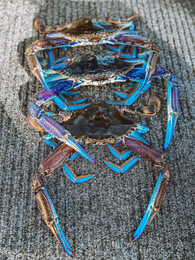 three freshly caught blue crab in Port Lincoln