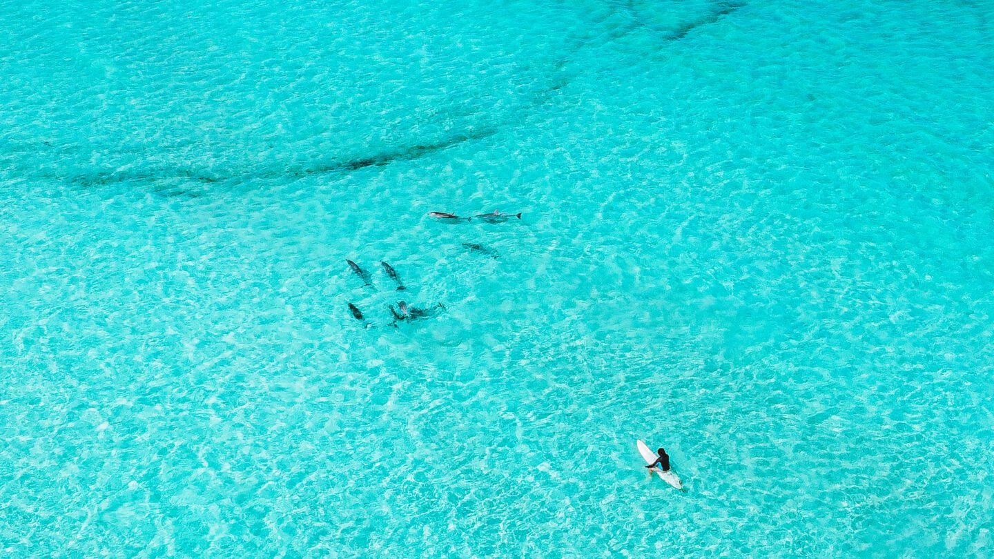 Looking down on a pod of dolphins at Fishery's Bay Beach in Port Lincoln