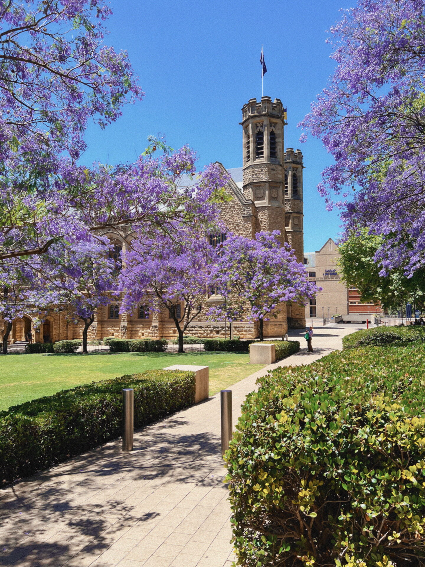 Beautiful purple jacaranda trees in bloom in December in front of Adelaide University