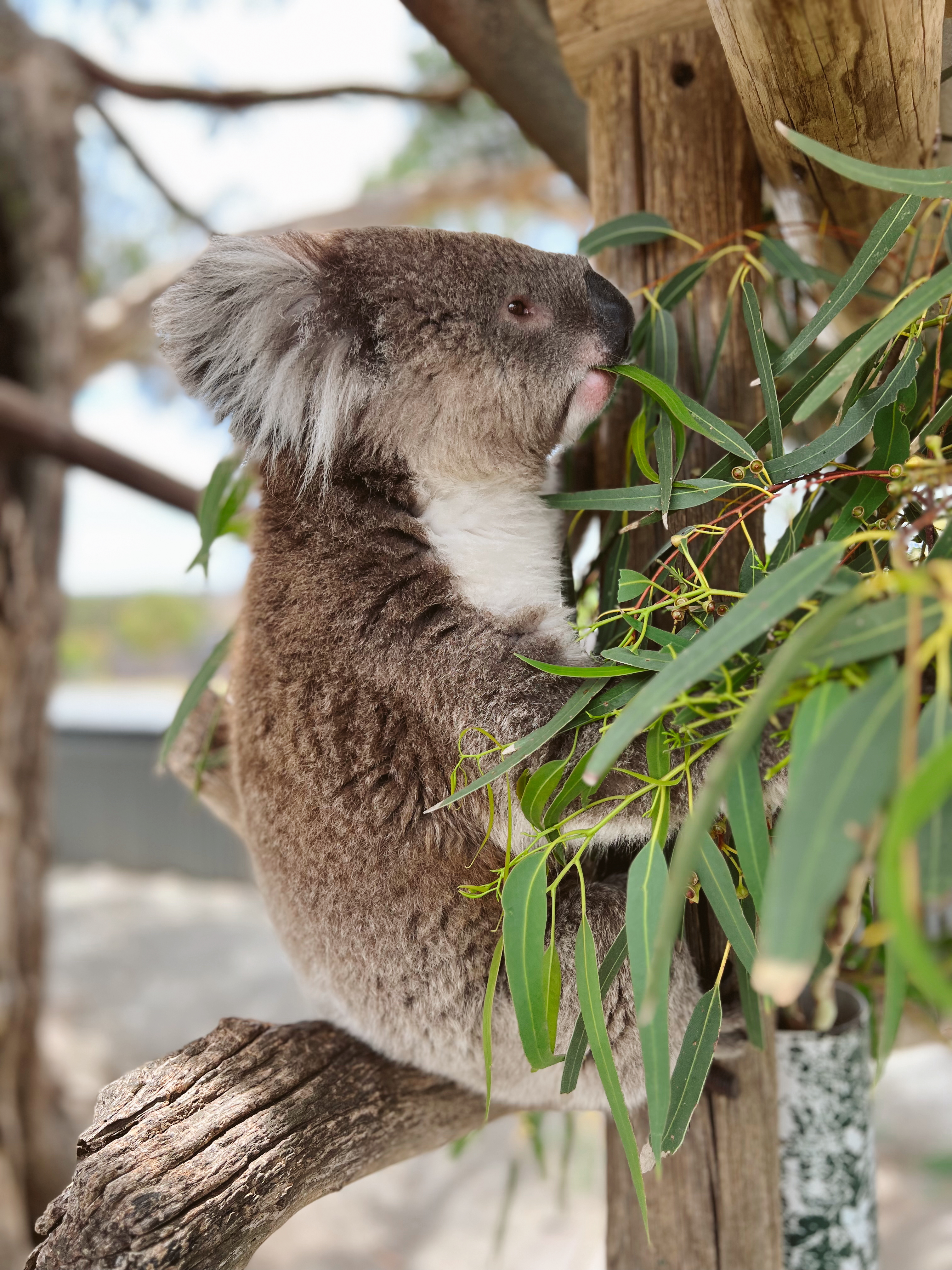Koala lounging in a tree at Cleland Wildlife Park – family-friendly things to do in Adelaide