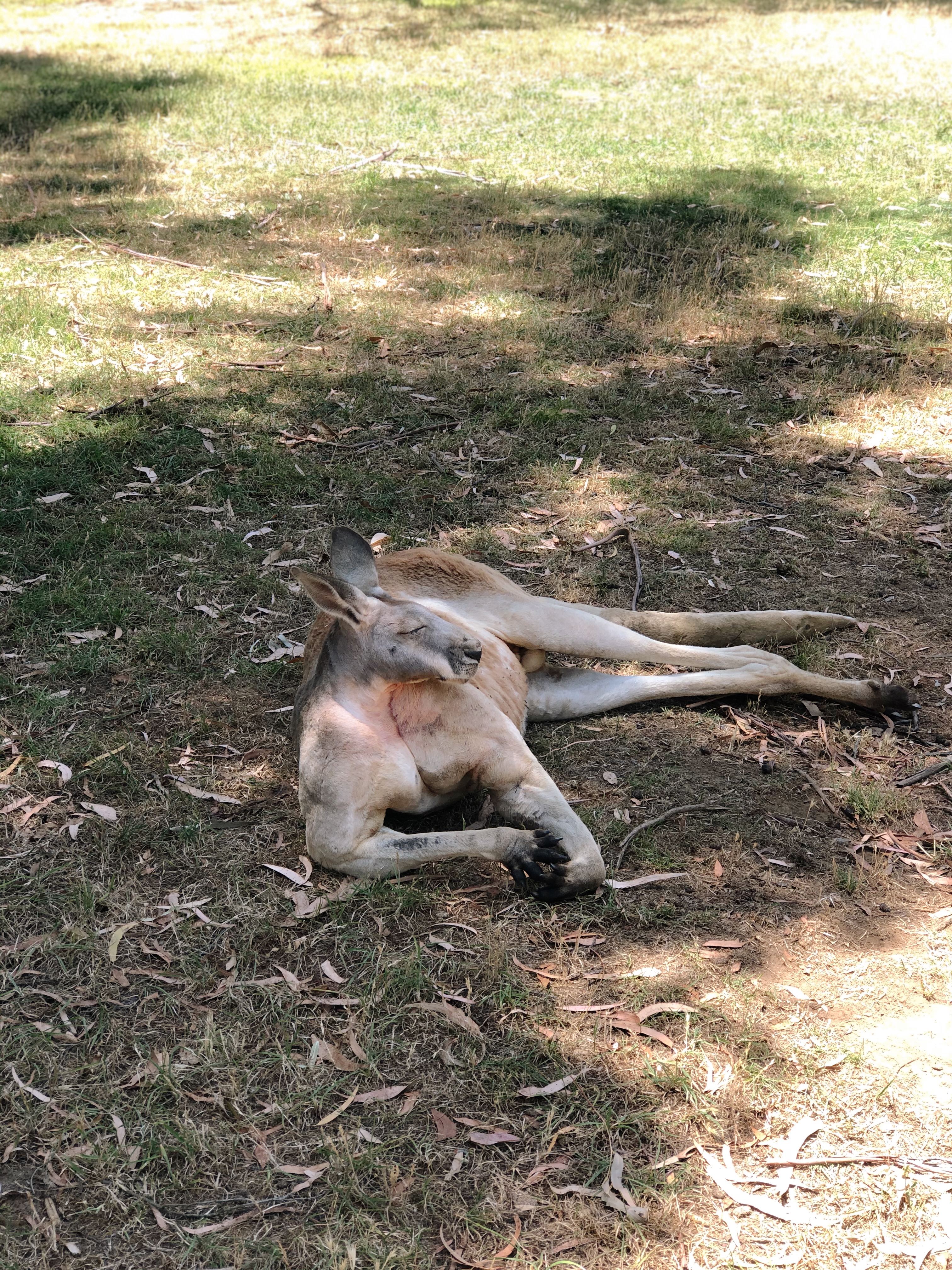 A big red kangaroo takes a nap in the shade at Cleland Wildlife Park near Adelaide – fun things to do in Adelaide with kids