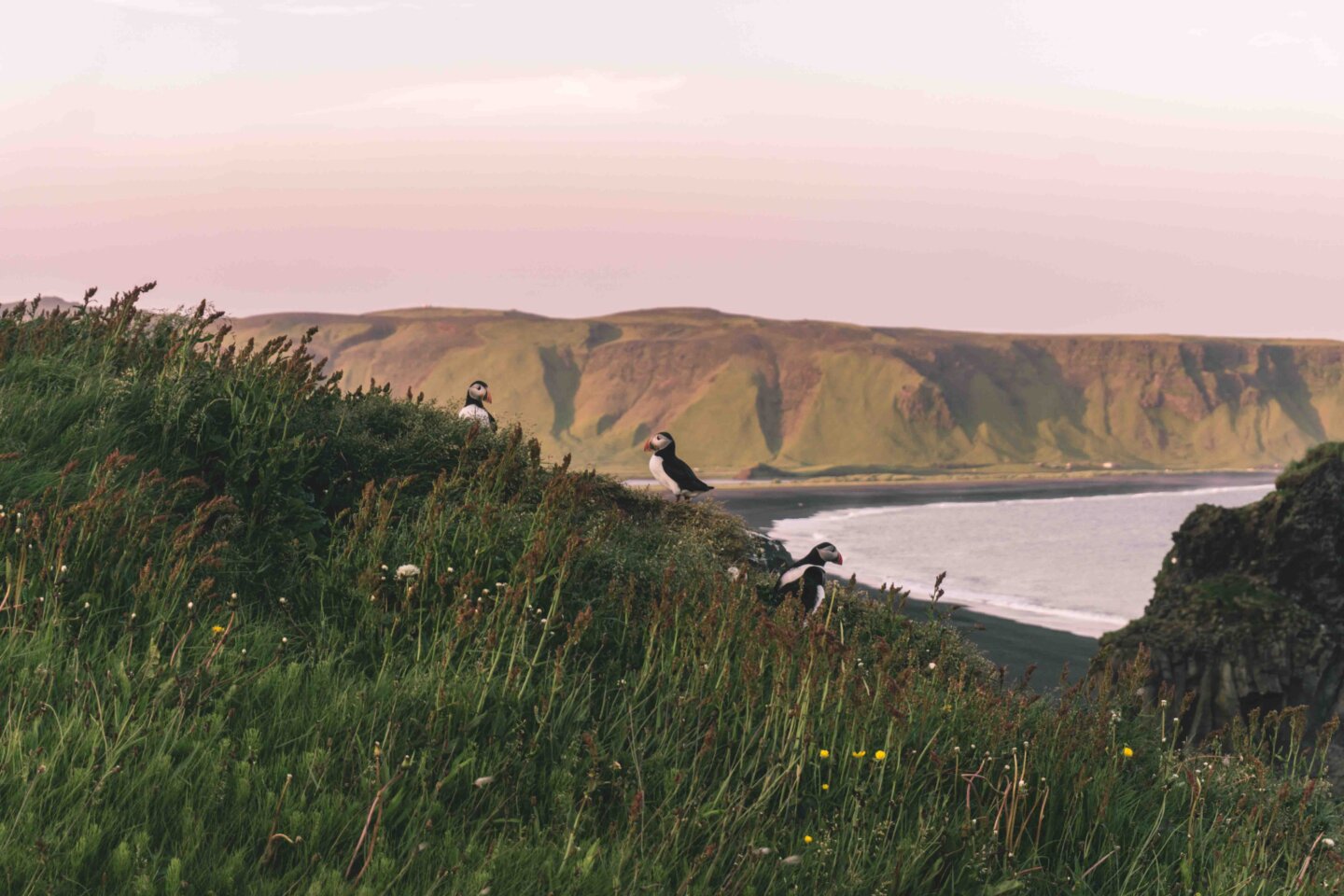 We spotted four puffins at the Dyrhólaey lower lookout point during our summer Iceland Roadtrip at 10:30 pm in June. 