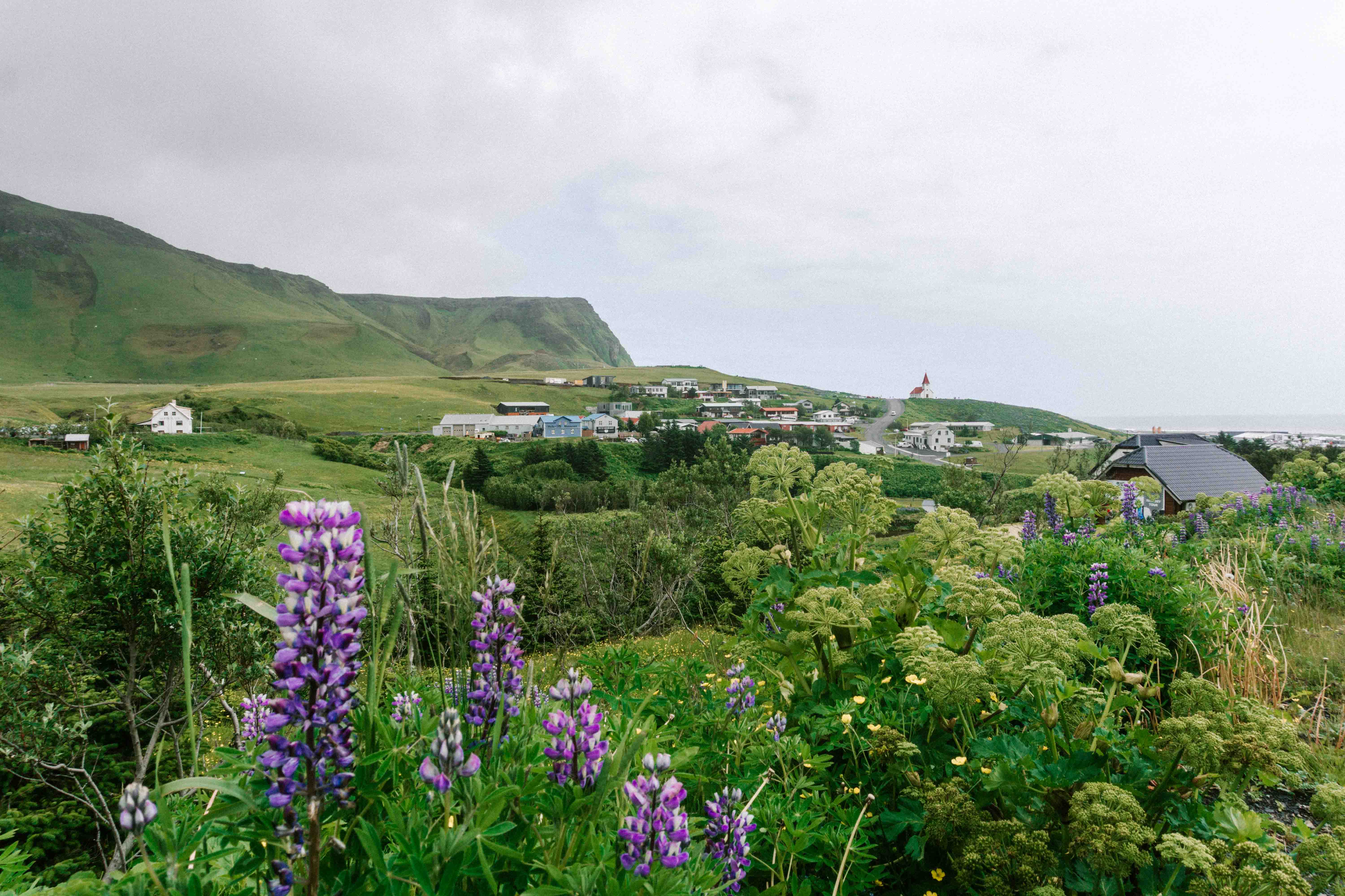 Vík i Mýrdal Church in the distance with lupins and the lush countryside during an Iceland road trip