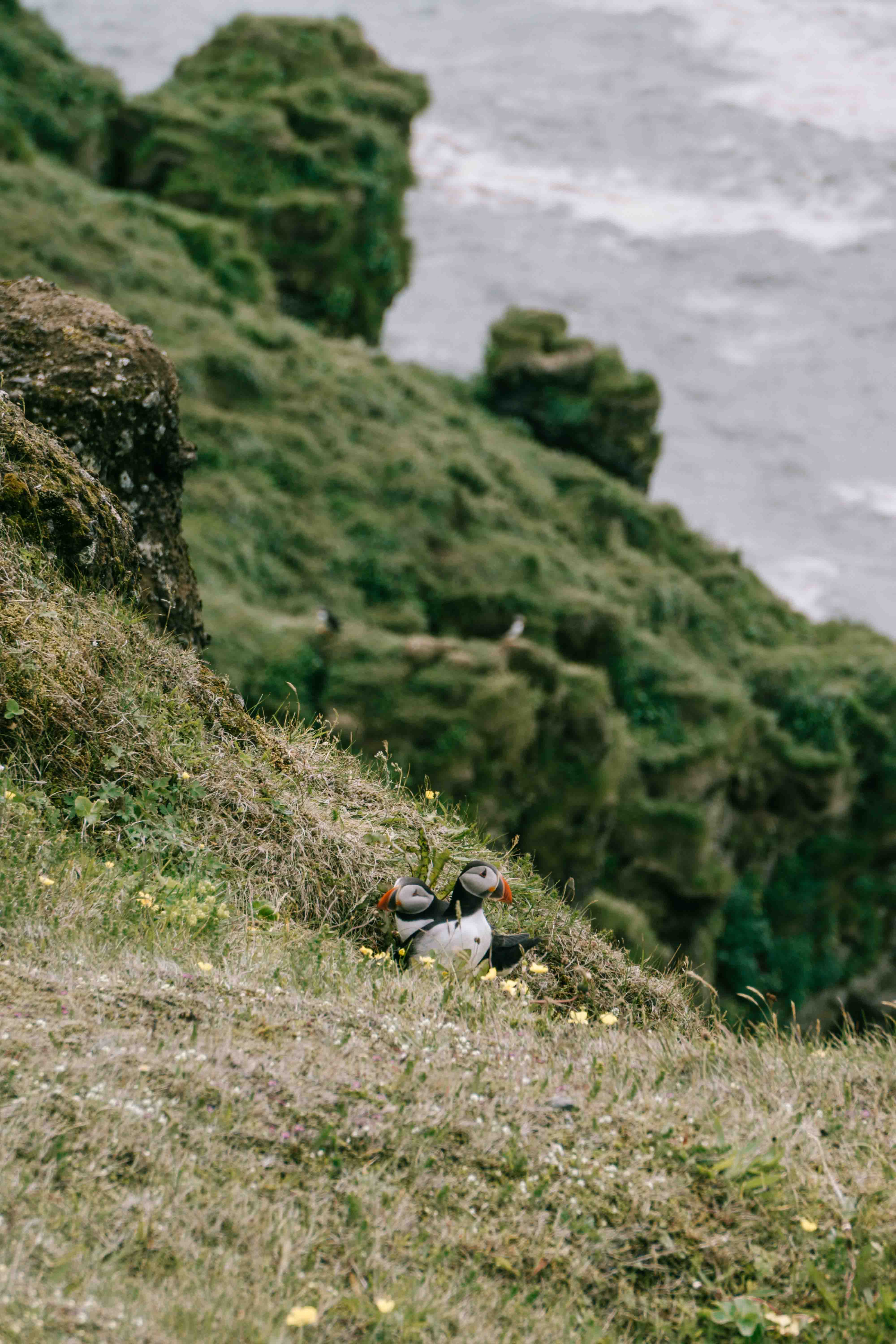 Two puffins on the grassy cliffs at Dyrhólaey Lighthouse in June at 10:30 pm - a must-see on your Iceland road trip
