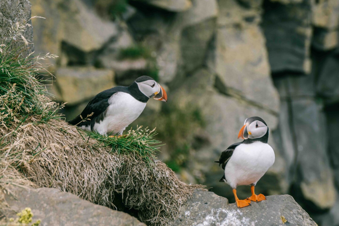 Two puffins perched near their burrow at the Dyrhólaey lower lookout point during our summer Iceland Roadtrip at 10:30 pm in June. 
